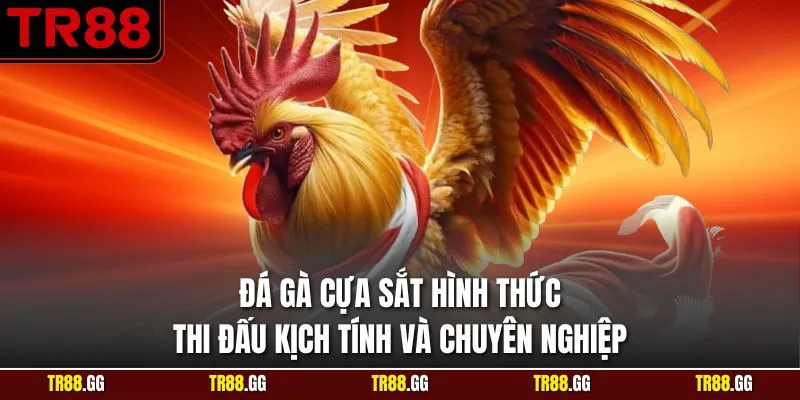 Đá Gà Cựa Sắt Hình Thức Thi Đấu Kịch Tính Và Chuyên Nghiệp