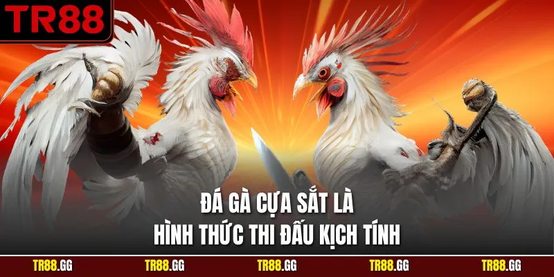 Đá Gà Cựa Sắt là hình thức thi đấu kịch tính