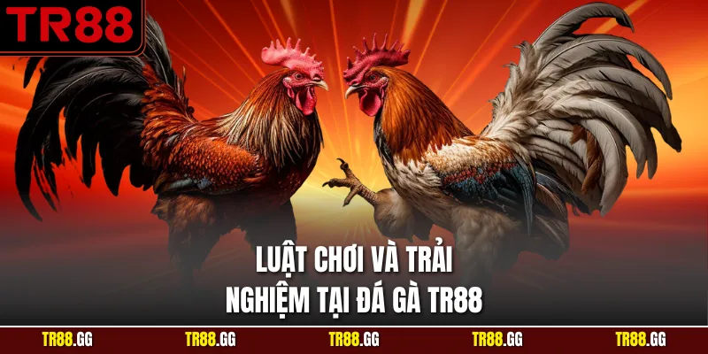 Luật chơi và trải nghiệm tại Đá Gà TR88