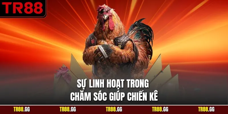Sự linh hoạt trong chăm sóc giúp chiến kê